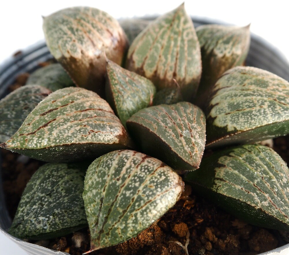 Other Succulents - 飛鳥美人【デラックス多肉】【ジュエルプランツ】 ハオルチア属　多肉植物　 10.5cmポット 観葉植物 雑貨 おすすめ インテリア 暮らし ハオルシア haworthia サボテン 植物