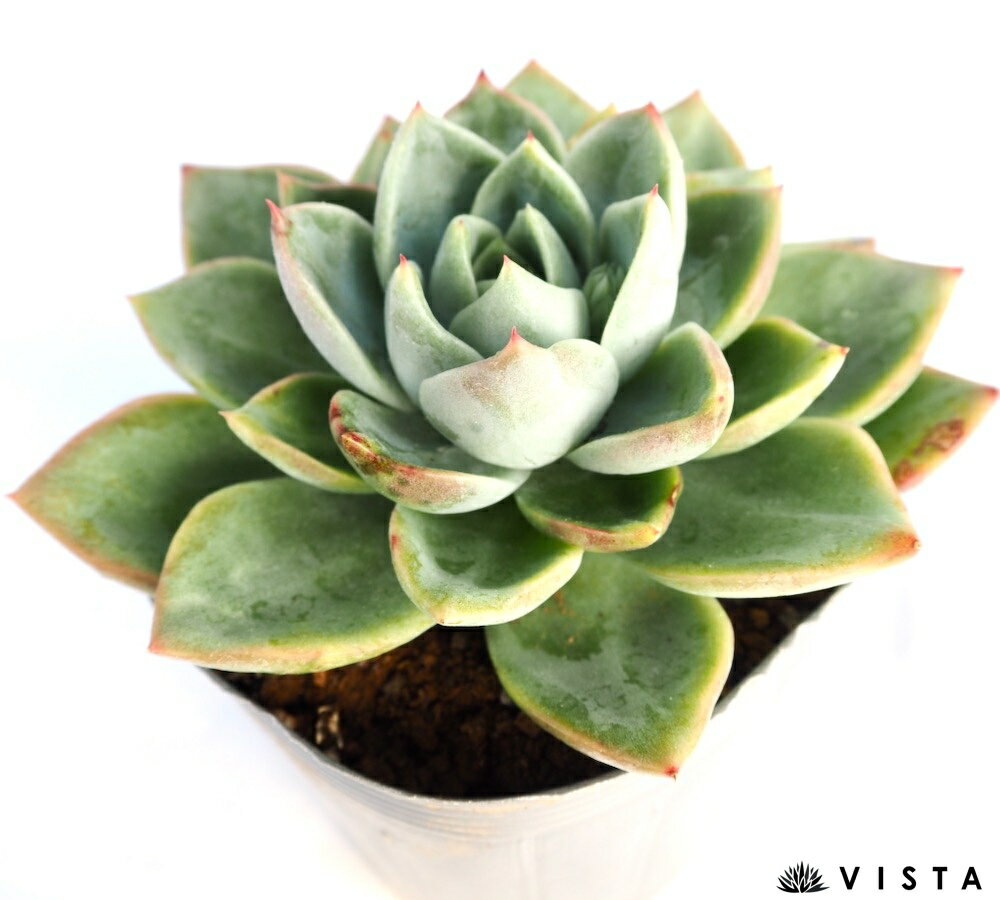 Rakuten - スノーエンジェル【デラックス多肉】エケベリア属　多肉植物　10.5cmポット観葉植物 雑貨 おすすめ インテリア 暮らし 室内 植物 育て方 サボテン 多肉