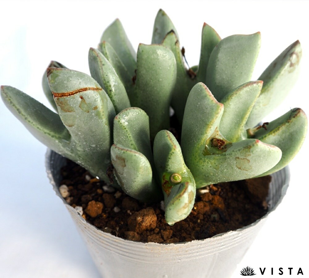 小公子（ショウコウシ）【デラックス多肉】コノフィツム属　多肉植物　10.5cmポット