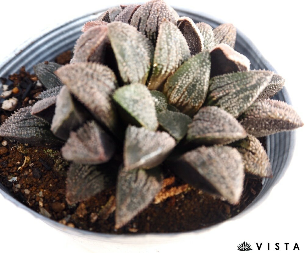 Other - 白夢殿（シロユメドノ）【デラックス多肉】ハオルチア属　多肉植物　10.5cmポット観葉植物 雑貨 おすすめ インテリア 暮らし ハオルシア haworthia サボテン 植物