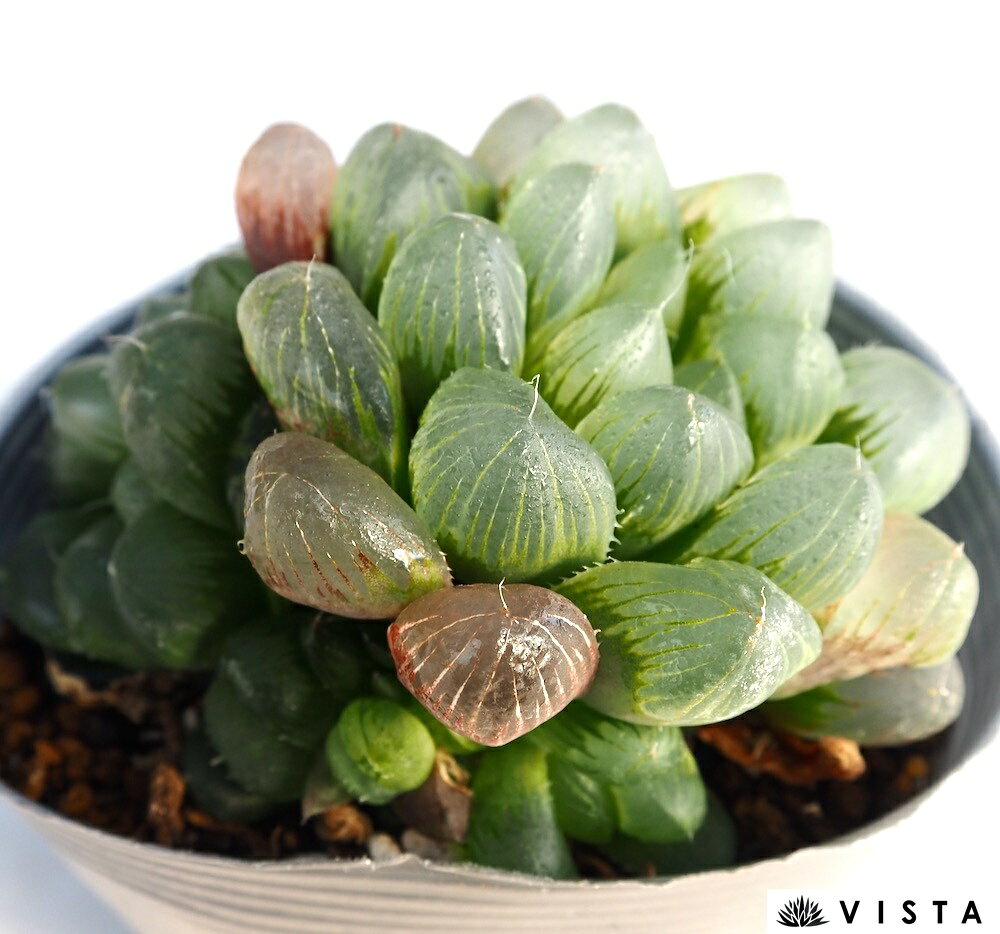Rakuten - マスカット【デラックス多肉】ハオルチア属　多肉植物　10.5cmポット観葉植物 雑貨 おすすめ インテリア 暮らし ハオルシア haworthia サボテン 植物