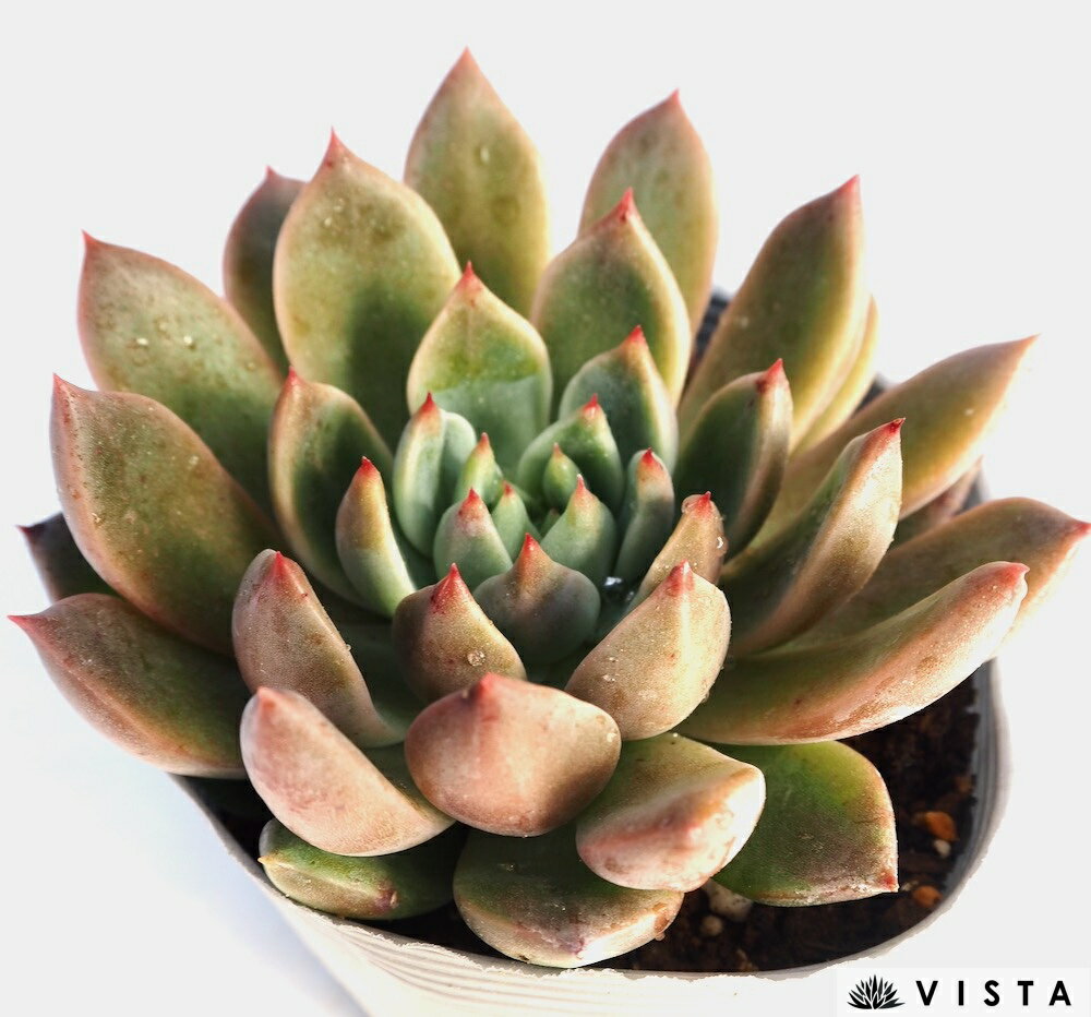 ストライト【デラックス多肉】 エケベリア属　多肉植物　10.5cmポット観葉植物 雑...