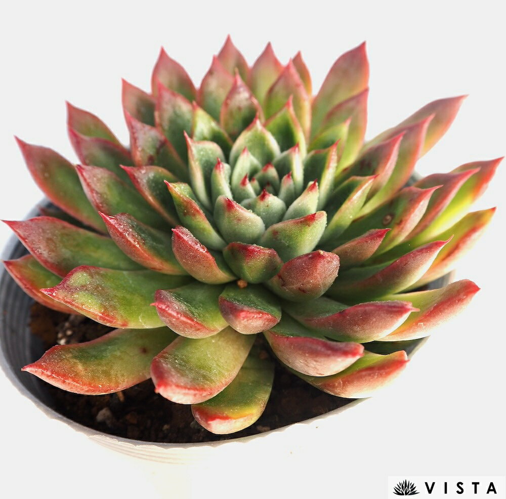 アルゼンチン【デラックス多肉】エケベリア属　多肉植物　10.5cmポット観葉植物 雑...