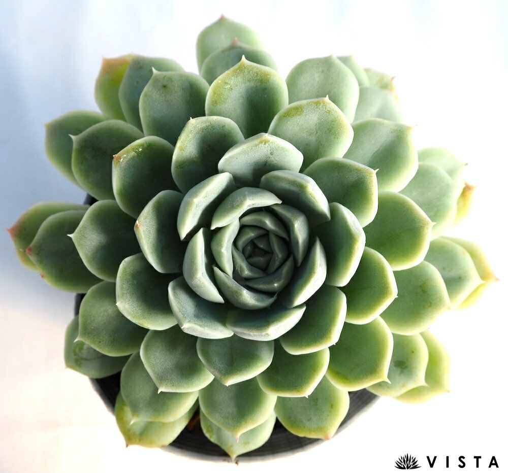 サピニア【デラックス多肉】 エケベリア属　多肉植物　10.5cmポット観葉植物 雑貨 おすすめ インテリア 暮らし 室内 植物 育て方 サボテン 多肉