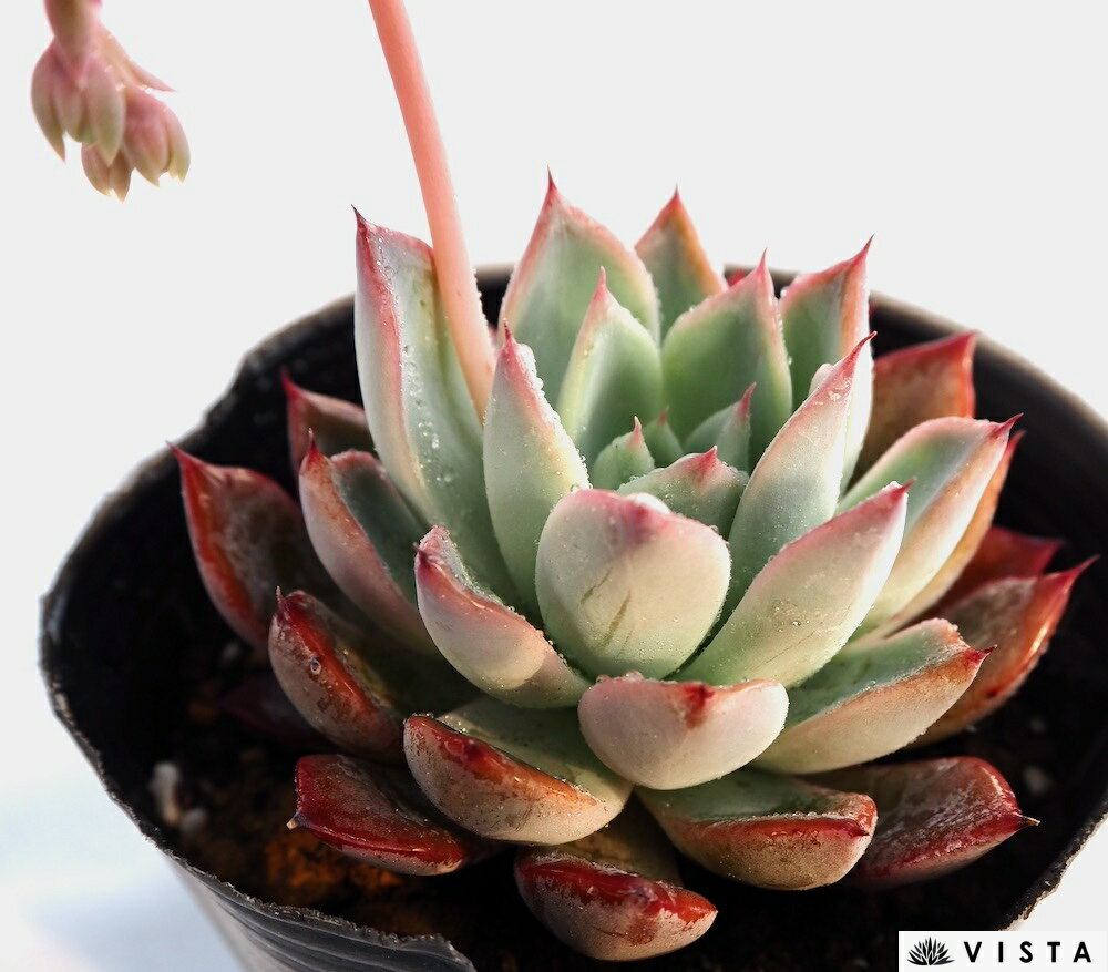 楽天市場】多肉植物 ブラックプリンスの通販