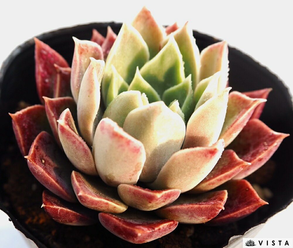 Rakuten - モヒカン エケベリア属　多肉植物　9cmポット 観葉植物 雑貨 おすすめ インテリア 暮らし 室内 植物 育て方 サボテン 多肉
