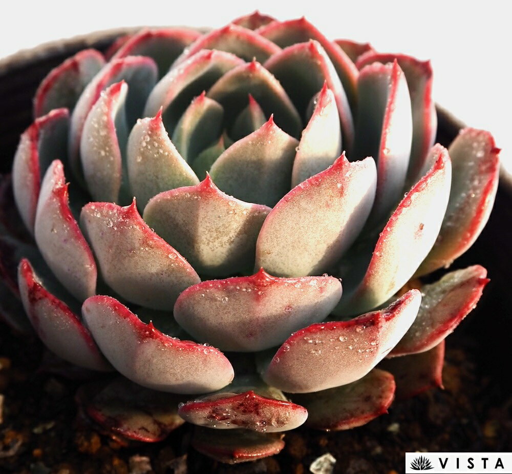 Rakuten - キャステル エケベリア属　多肉植物　9cmポット観葉植物 雑貨 おすすめ インテリア 暮らし 室内 植物 育て方 サボテン 多肉