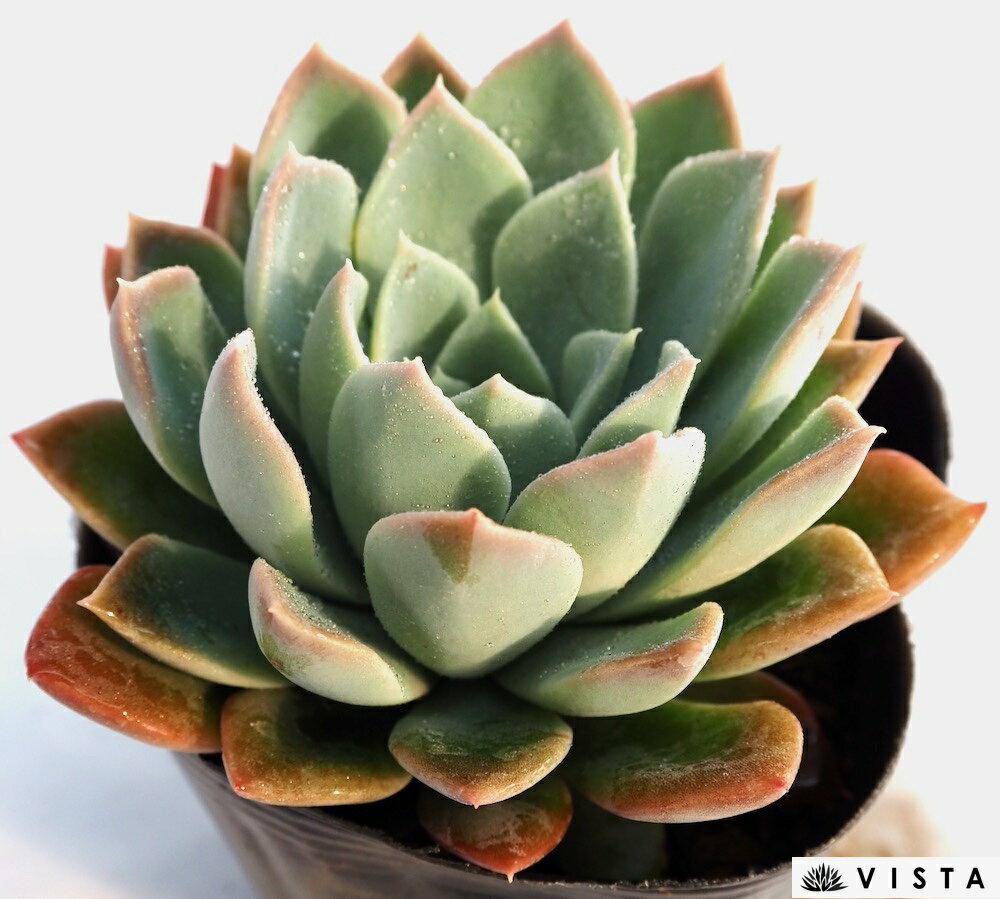 Rakuten - ジョセリンのバラXシャビアナペレグリナ エケベリア属　多肉植物　9cmポット観葉植物 雑貨 おすすめ インテリア 暮らし 室内 植物 育て方 サボテン 多肉