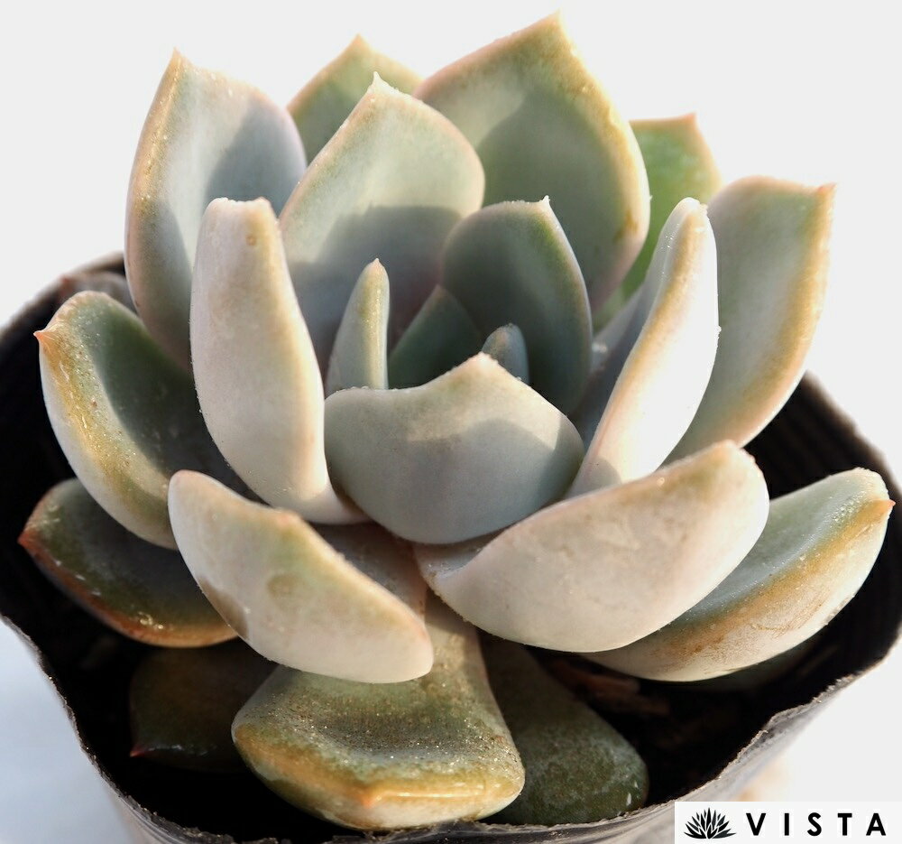 Rakuten - ドライアント エケベリア属　多肉植物　9cmポット観葉植物 雑貨 おすすめ インテリア 暮らし 室内 植物 育て方 サボテン 多肉
