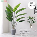 お手入れ簡単フェイクグリーン ストレリチア Lサイズ(180cm)