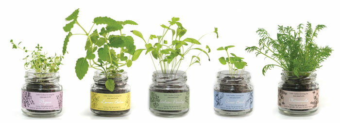 リトルガーデン ミニミニボトル 種・土・説明書セット インテリア 栽培キット プチギフト ノベルティ【ナガクラ】 3