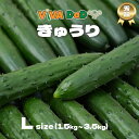【産地直送★選べる秀品きゅうり】 きゅうり 野菜 箱 Lサイズ 宮崎県産 ぬか漬け きゅうり 漬物 古漬け 味噌漬け 浅漬け 酢の物 サラダ お弁当 大皿 塩 ...
