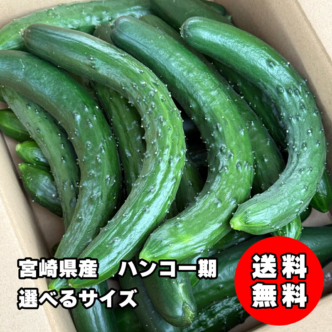 訳あり きゅうり ( 5kg 10kg 20kg ) 送料無料 キュウリ 箱 規格外 訳あり 漬物 浅漬け ぬか漬け きゅうり 古漬け 味噌漬け 酢の物 サラダ ベビー ベビーフード わけあり 訳アリ 宮崎県産 高品質 新鮮 ビタミンC 美肌効果 老化予防 低カロリー ダイエット