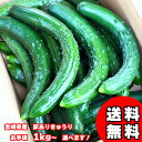 【産地直送★選べる訳ありきゅうり】 きゅうり 野菜 箱 規格外 訳あり 漬物 浅漬け ぬか漬け きゅうり 古漬け 味噌漬け 酢の物 サラダ ベビー ベビーフード...