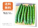 【産地直送★秀品Lサイズ7本入り】 きゅうり 野菜 キムチ 漬物 千切り 宮崎県 味噌 ぬか漬け きゅうり 古漬け 浅漬け 弁当 ポテト サラダ お弁当 大皿 ...