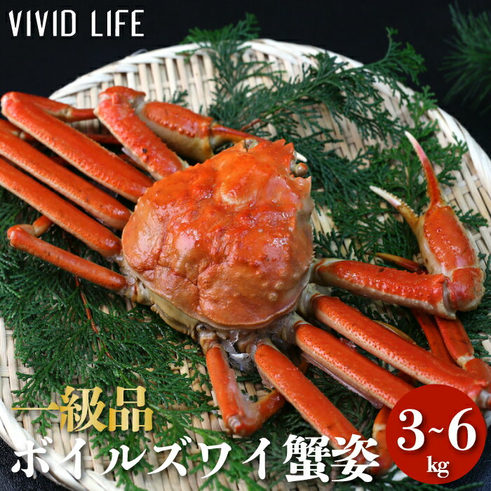 ボイルズワイ蟹姿 A (一級品) 3kg 4杯 超鮮度 ずわい 蟹 カニ かに カナダ産 かにしゃぶ 鍋 蟹味噌 みそ ミソ 肩 鍋 足 子供 食べやすい 誕生日 ギフト プレゼント 冷凍 新鮮 お取り寄せ ご褒美 送料無料