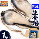 牡蠣 冷凍 生食用 1kg 6~12個 宮城県 殻付き 生牡蠣 かき 牡蛎 カキ 三陸 海鮮 生 刺し身 刺身 バーベキュー BBQ 貝 大粒 中粒 産地直送 産直