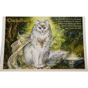 5%OFFクーポンあり★16日AM1時59分まで | フランス製 キャット ポストカード 猫 ネコ はがき 絵葉書 絵はがき 絵ハガキ おしゃれ かわいい 猫 ...