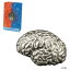 ڶ/ʼݾڽա ƥ    [̵] 2023 Samoa 2 oz Silver The Brain 3D Shaped Coin .999 Fine (w/Box &COA)