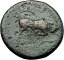 ڶ/ʼݾڽա ƥ    [̵] SELEUKOS I Nikator 312BC Genuine Ancient SELEUKID Greek Coin MEDUSA BULL i60960