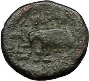 ڶ/ʼݾڽա ƥ Ų Antiochos III the Great 223BC RARE Ancient Greek Coin Elephant i50271 [̵] #ocf-wr-3307-3124