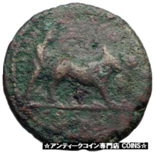ڶ/ʼݾڽա ƥ    [̵] COMMODUS son of Marcus Aurelius as priest w oxen Ancient Big Roman Coin i42979