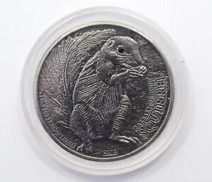 レア 2013 SQUIRREL モンゴ