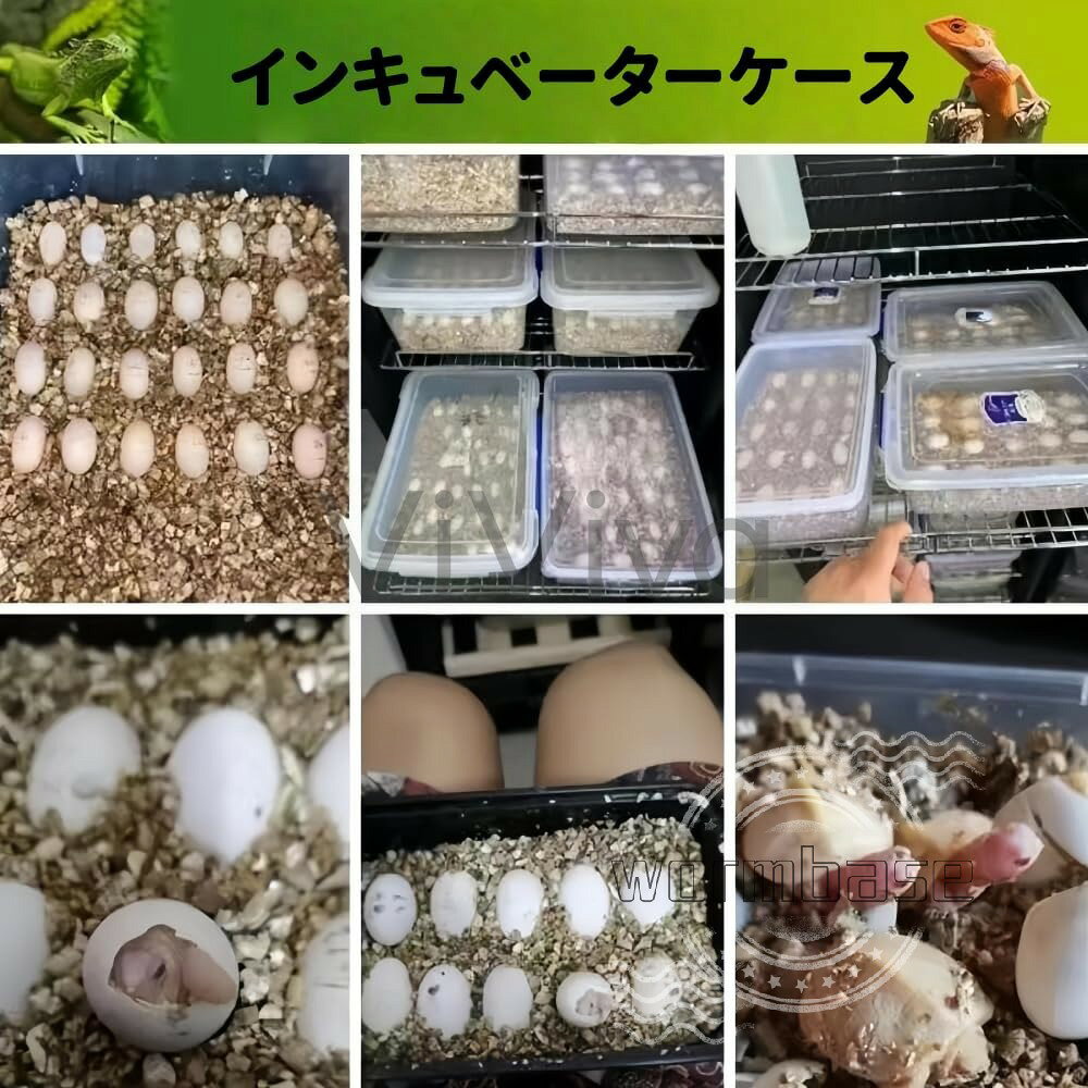 【ポイント4倍!7月限定!店舗の人気商品!】爬虫類インキュベーター 爬虫類・両生類 ...