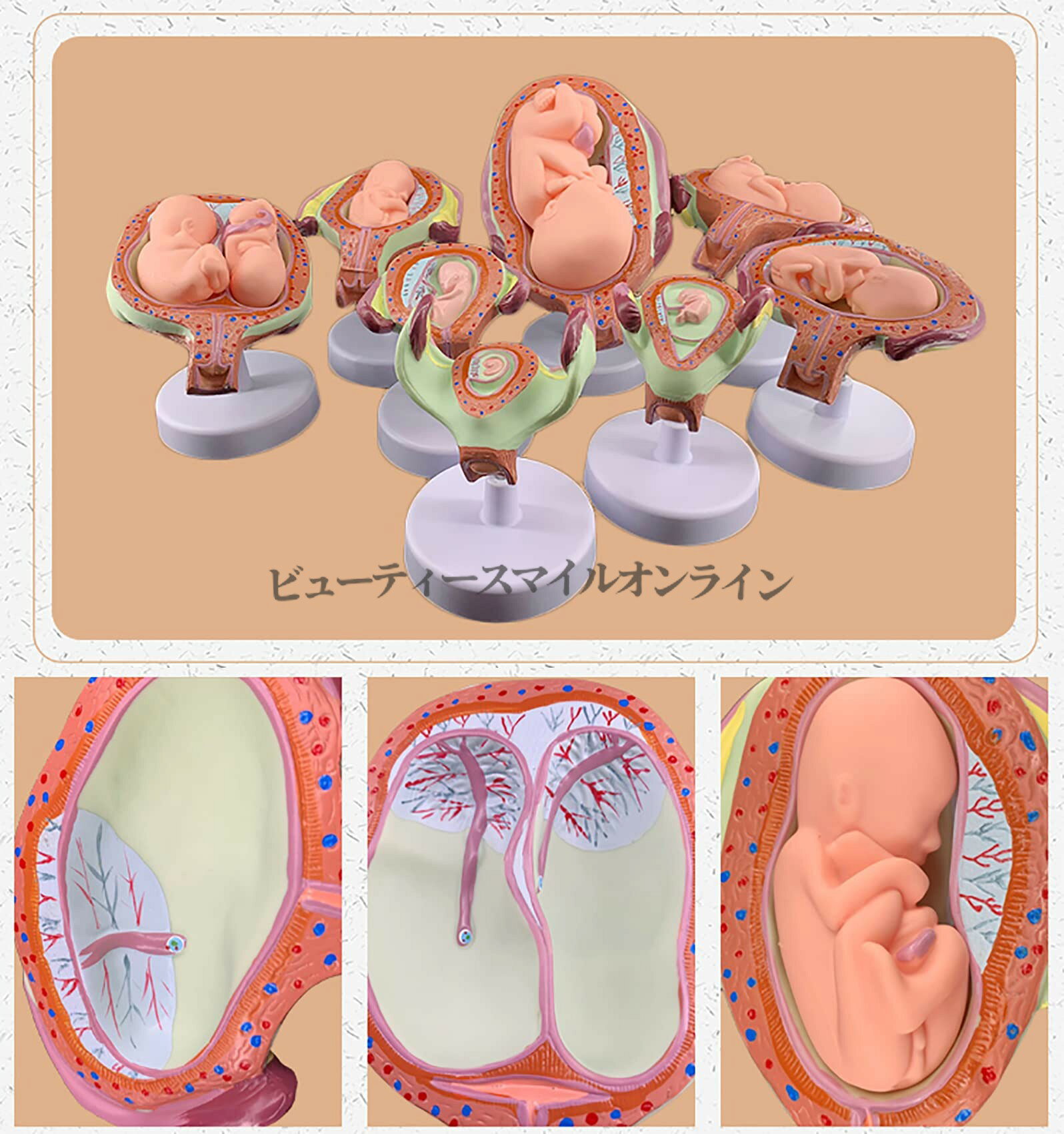 ViVivaの妊娠モデル 8点セット 胎児発育段階の教育用人体解剖模型 医療解剖学学習 研究室用品 北欧風デザイン 科学実験材料 取り外し可能部件 学校用教育ツール 実践的学習に最適｜アングル2