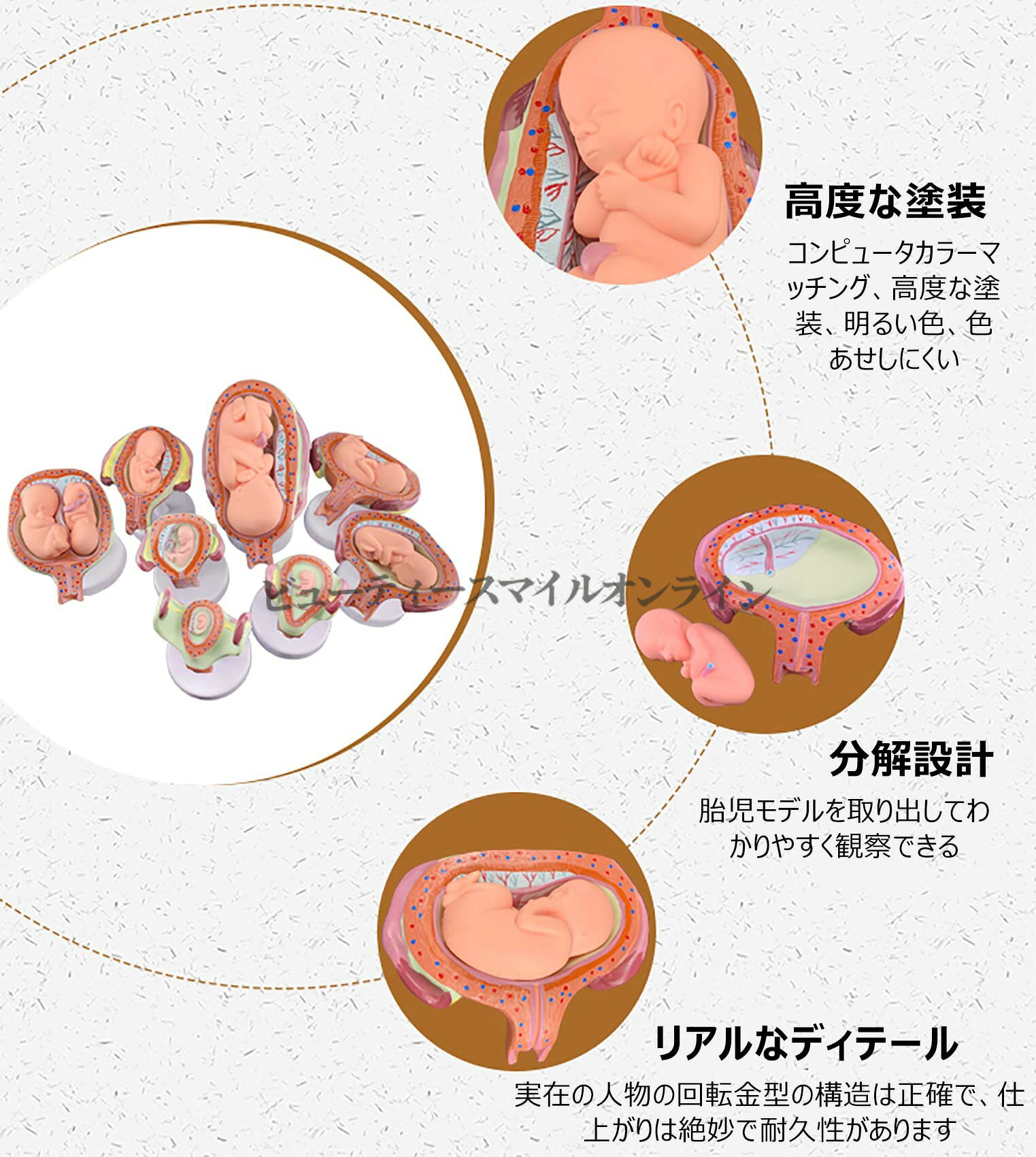 ViVivaの妊娠モデル 8点セット 胎児発育段階の教育用人体解剖模型 医療解剖学学習 研究室用品 北欧風デザイン 科学実験材料 取り外し可能部件 学校用教育ツール 実践的学習に最適｜アングル3