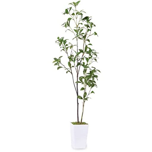 ե꡼͹տʪڥϿڡ۹⤵110cmռ¤ָ޶⥪եȭ