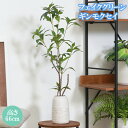 フェイクグリーン 観葉植物 造花 インテリア 緑 おしゃれ ギンモクセイ