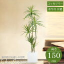 【全品最大P23倍●27日01:59まで】観葉植物 フェイク ユッカツリー 人工観葉植物 150cm 鉢付き リアル シンプル 水やり不要 インテリア 玄関 リ...