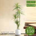 【全品最大P23倍●27日01:59まで】観葉植物 フェイク ユッカツリー 人工観葉植物 150cm 鉢付き リアル シンプル 水やり不要 インテリア 玄関 リ...