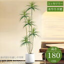 【全品最大P23倍●11日01:59まで】観葉植物 フェイク ユッカツリー 人工観葉植物 180cm 鉢付き リアル シンプル 水やり不要 インテリア 玄関 リ...