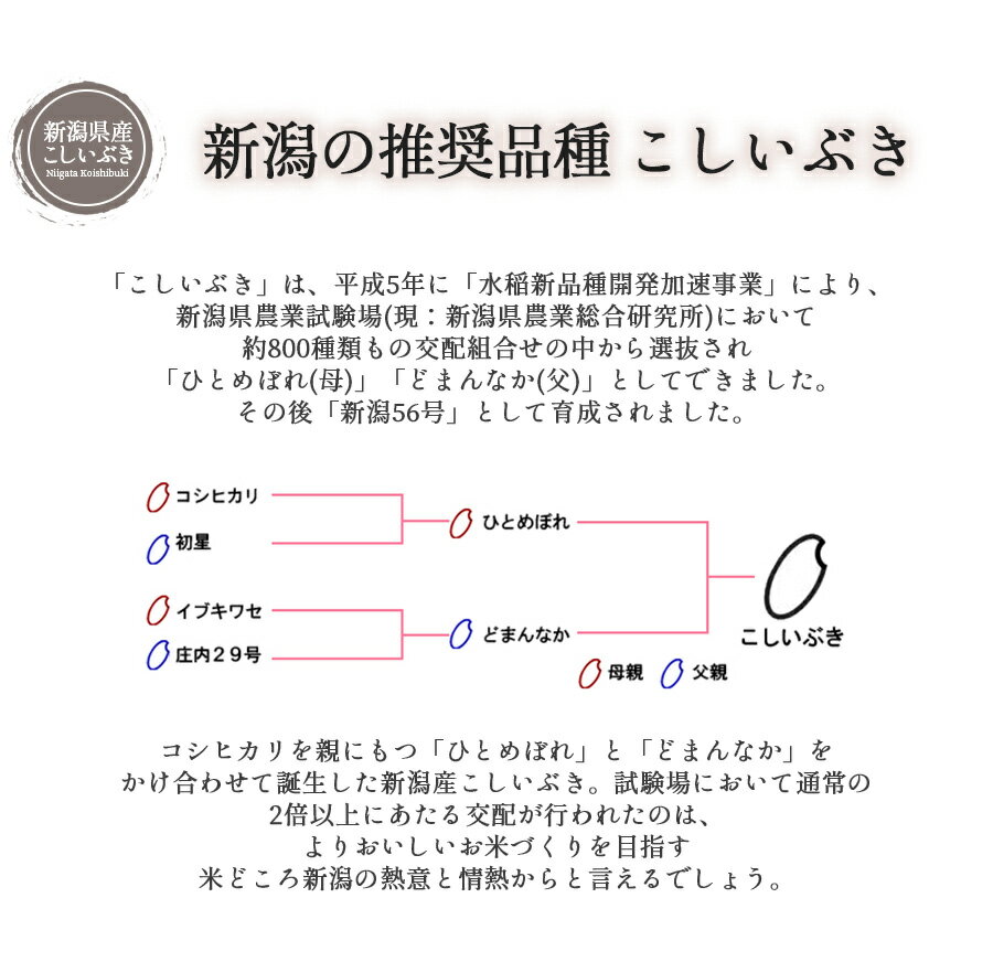 米 お米 20kg 送料無料 新米 新潟産 新潟県産 こしいぶき 白米 令和3年産【産地直送】【代引き不可】ギフト 贈答 お歳暮 お中元