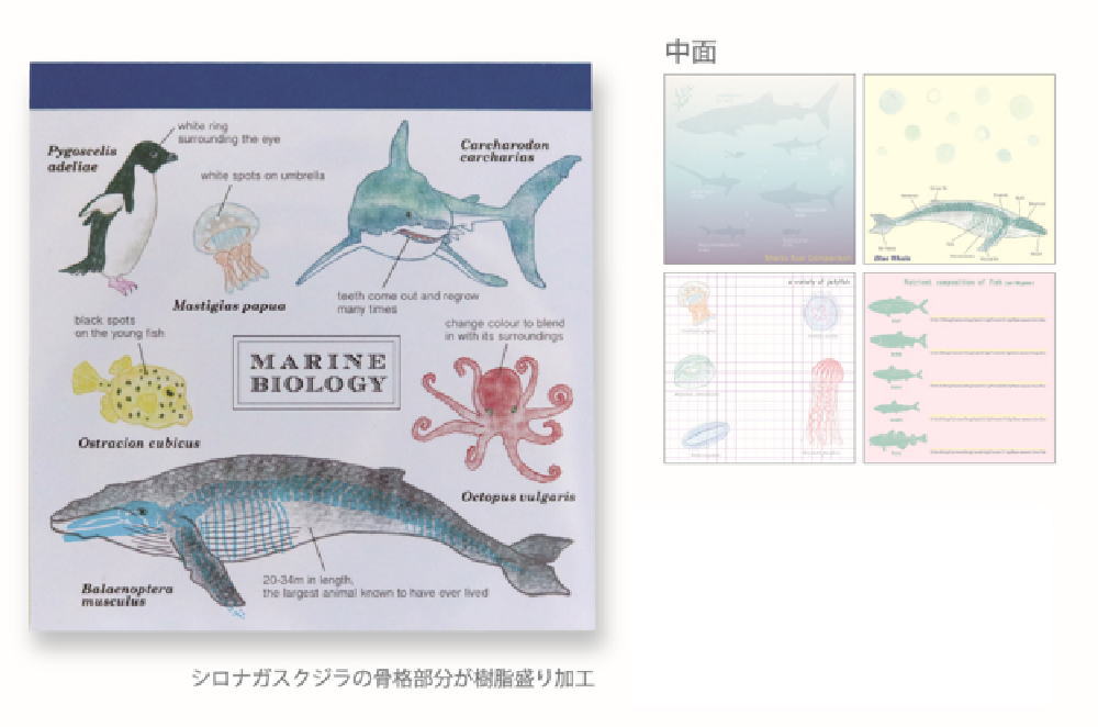 グリST-060 【全品　送料無料！】　【5個セット】　【セット】　【セット商品】　オリジナル　メモパッ..