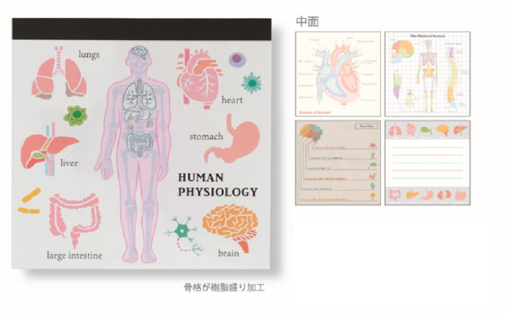 グリST-164 【全品　送料無料！】　【5個セット】　【セット】　【セット商品】　オリジナル　メモパッ..