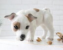 犬 いぬ わんこ 子犬 パピー ワンコ イッヌ アンティーク調 置物 ジャックラッセルテリア 掛けられる 犬好き おしゃれ ディスプレイ 店舗装飾 オブジェ イ...