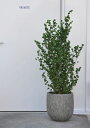 プランター 植木鉢 おしゃれ 鉢 鉢植え 軽量 大型プランター ストーン風 FRP製 ガーデニング 庭 おしゃれ グレー ブラック クリーム 穴あり 底穴あり 玄関前【送料無料】ラヴァライト・Uポット