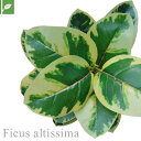【壁面緑化】マグネット式壁面装飾 ぴたっとグリーン 人工植栽 フィカス アルテシーマ__pg-014