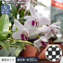 【ネット 網】【オーダー379円〜】遮光ネット 農業用ネット 日本ワイドクロス ランランネット__n ...