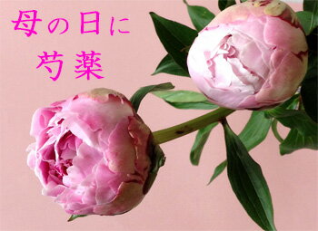 芍薬の花束 ■花便り・シャクヤク