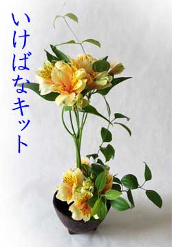 魅了 いけばなキット 12か月コース 生け花セットで自宅で遊ぶ 毎月届く花 花定期便 3月の花材は桜 一年間自宅で華道 年配 高齢者室内レクリエーション フラワーサブスクリプション 送料無料 生花 和の花 公式ストア Spcop In 魅了 いけばなキット 12か月コース 生け花セットで自宅で遊ぶ 毎月届く花 花定期便 3月の花材は桜 一年間自宅で華道 年配 高齢者室内レクリエーション フラワーサブスクリプション 送料無料 生花 和の花 公式ストア Spcop In