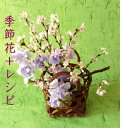 生け花セット■いけばなキット・3か月コース■初心者も簡単！　3月はサクラの生け花　いけばなを始めるなら生け花キット　生け花定期便　初心者向け華道セット材料　フラワーサブスクリプション　ikebana【送料無料　生花】和の花