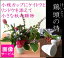 ケイトウの和風フラワーアレンジメント■鶏頭の詩■「小枝」カップにケイトウとリンドウの秋のフラワーギフト■画像サービス【生花】