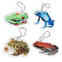 目立つ キーホルダー True Frogs Key holder トゥルーフロッグスキーホルダー【安心の日本製】 リアル カエル クール 日本製 アクリル プレゼント コレクション かえる グッズ