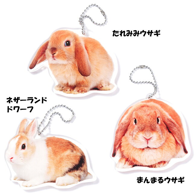 かわいい うさぎ キーホルダー 全8種類　アクセサリー ウサギ 兎 大きめサイズ リアル 雑貨 マスコット チャーム グッズ RABBIT Key holder ラビット キーホルダーの商品画像 3