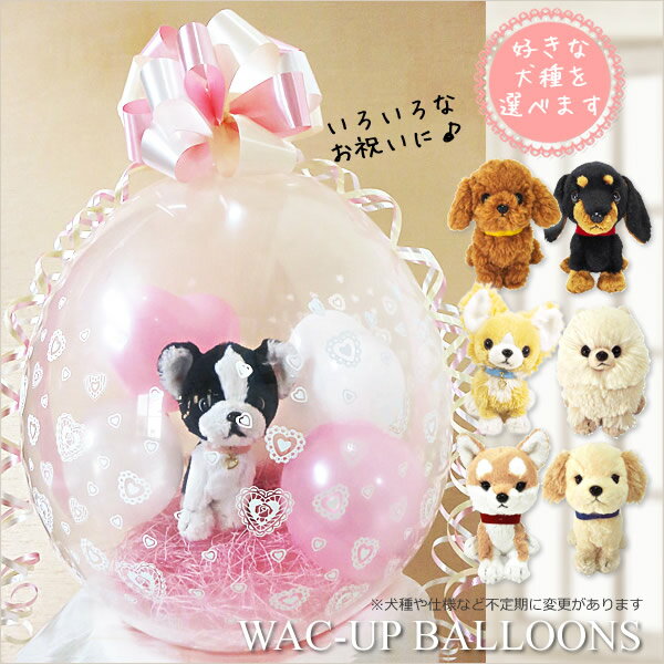 犬 結婚式 バルーン電報 誕生日 プレゼント チワワ トイプード ミニチュアダックス 柴犬 ぬいぐるみバルーンラッピング（白ピンク）選べる子犬PUPSパプスのサムネイル