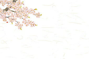 用美 vol.20 尺3四季彩まっと 花便り 桜 (100枚入) 66625